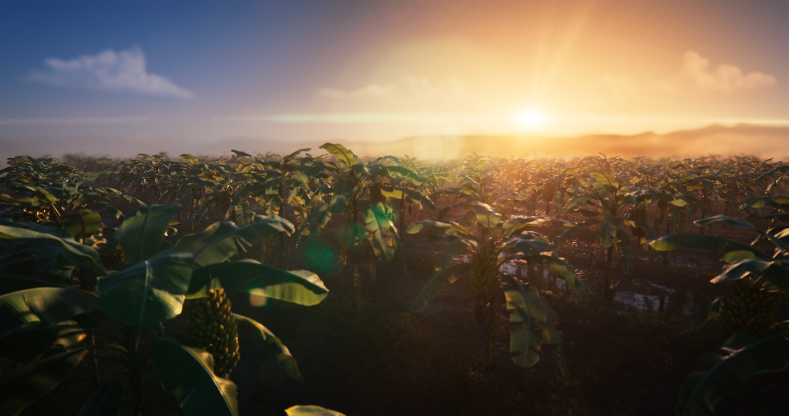 This image shows a 3d animated field with banana plants in sunset.jpg